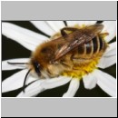 Dasypoda hirtipes - Hosenbiene y m01a 12mm - Sandgrube Niedringhaussee - det.jpg